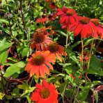 Echinacea purpurová (Echinacea purpurea) ´LAKOTA ORANGE´® - kont. C1,5L
